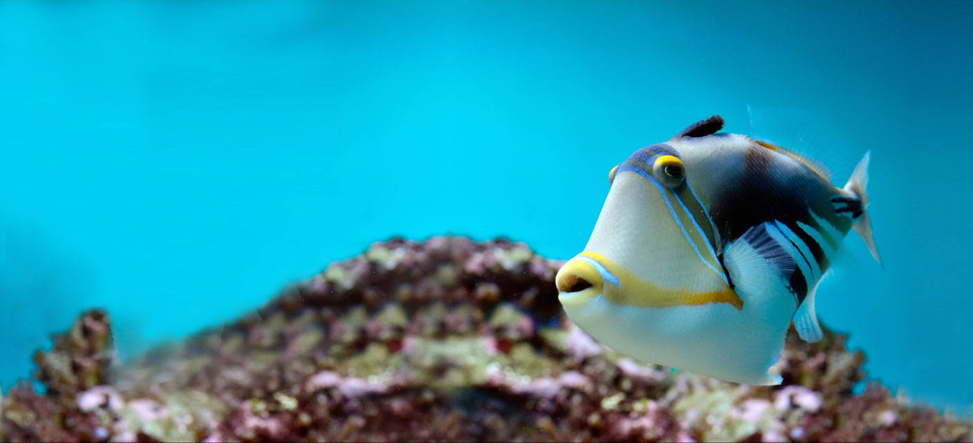 About Boston Aquariums