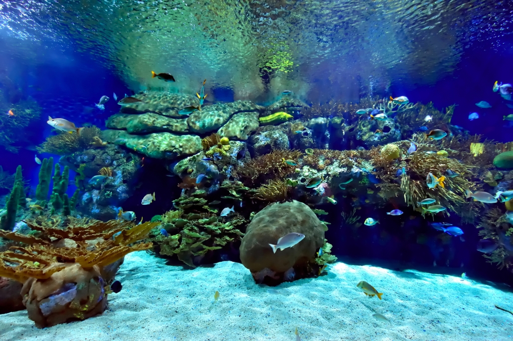 boston aquarium virtual tour